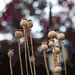 31st July 2014 - Seed pods and bokeh by pamknowler