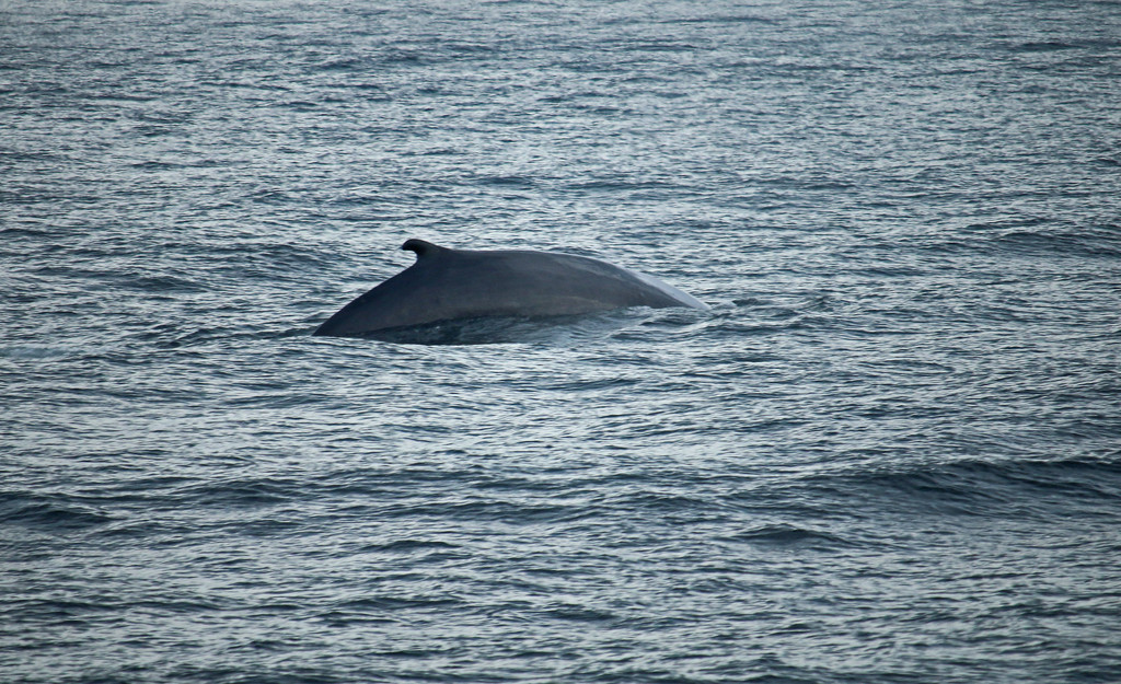 Tadoussac. Fin Whale. by hellie
