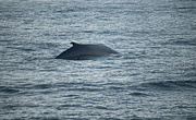 21st Jul 2014 - Tadoussac. Fin Whale.