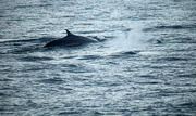 22nd Jul 2014 - Tadoussac. Fin Whales.