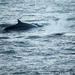 Tadoussac. Fin Whales. by hellie