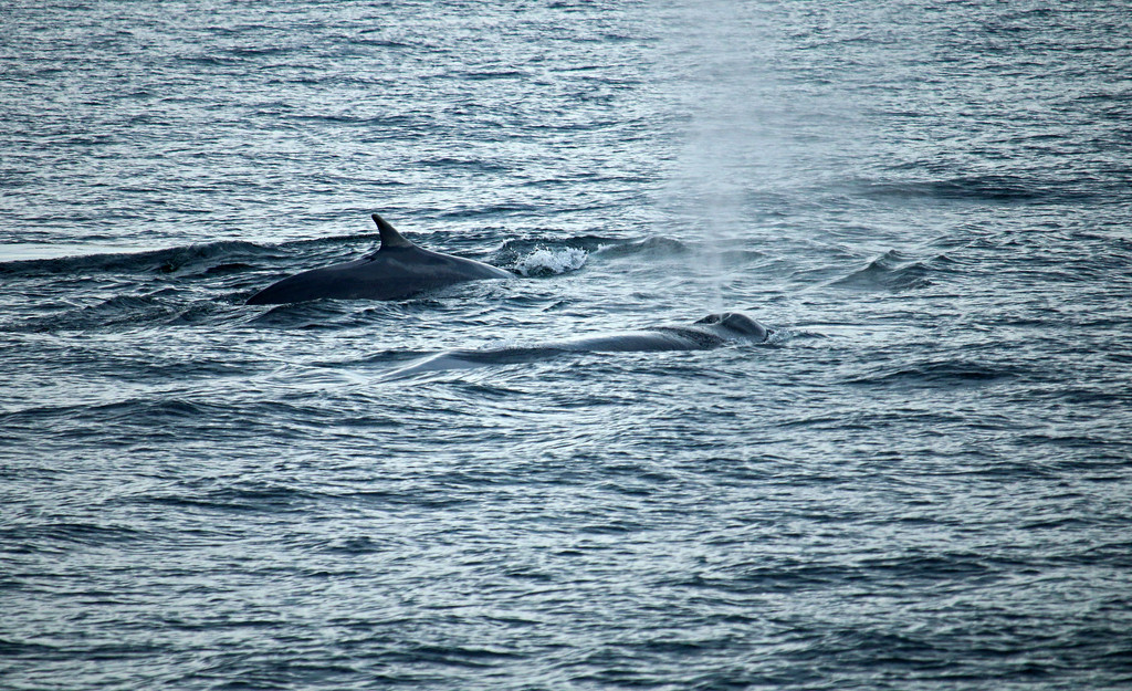 Tadoussac. Fin Whales. by hellie