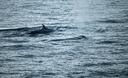 23rd Jul 2014 - Tadoussac. Fin Whales.