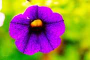 31st Jul 2014 - Purple flower