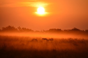 31st Jul 2014 - Tangerine Fog Sunrise (SOOC)