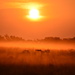 Tangerine Fog Sunrise (SOOC) by kareenking