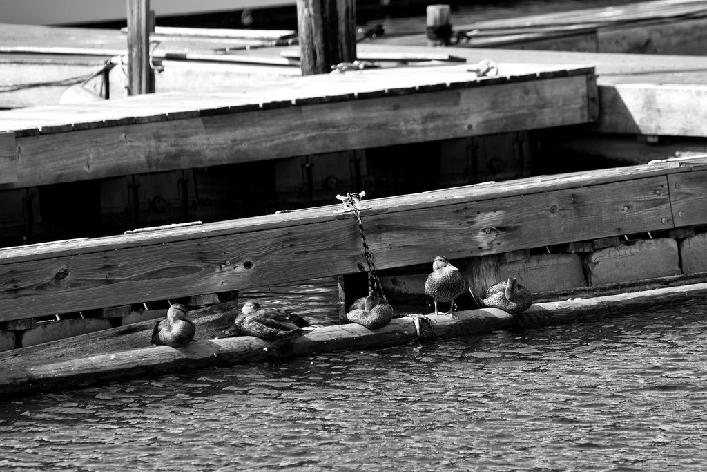 Ducks on the Docks by kannafoot