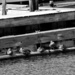 Ducks on the Docks by kannafoot