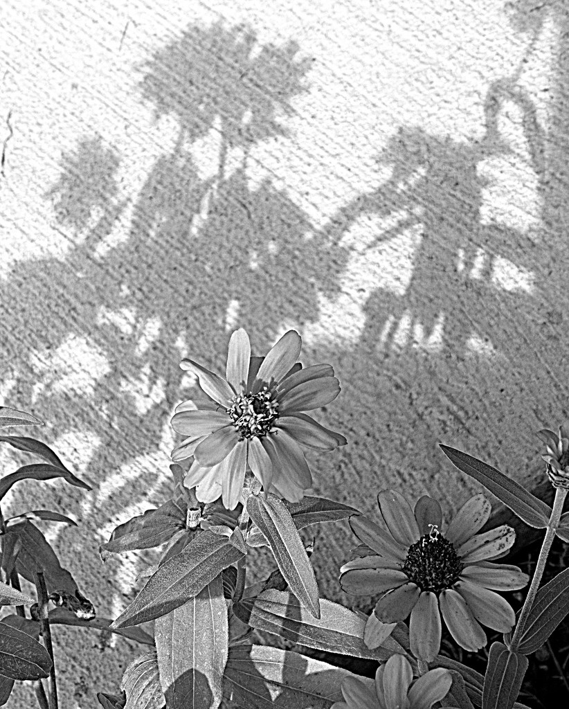 July 31: Flowers and Their Shadows by daisymiller