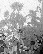 31st Jul 2014 - July 31: Flowers and Their Shadows