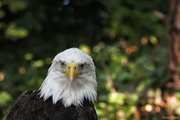 31st Jul 2014 - Bald Eagle