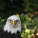 Bald Eagle by lstasel