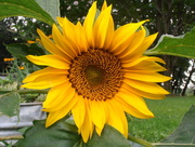 31st Jul 2014 - One Sunflower