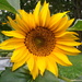 One Sunflower by julie