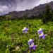 Wildflower Season by exposure4u