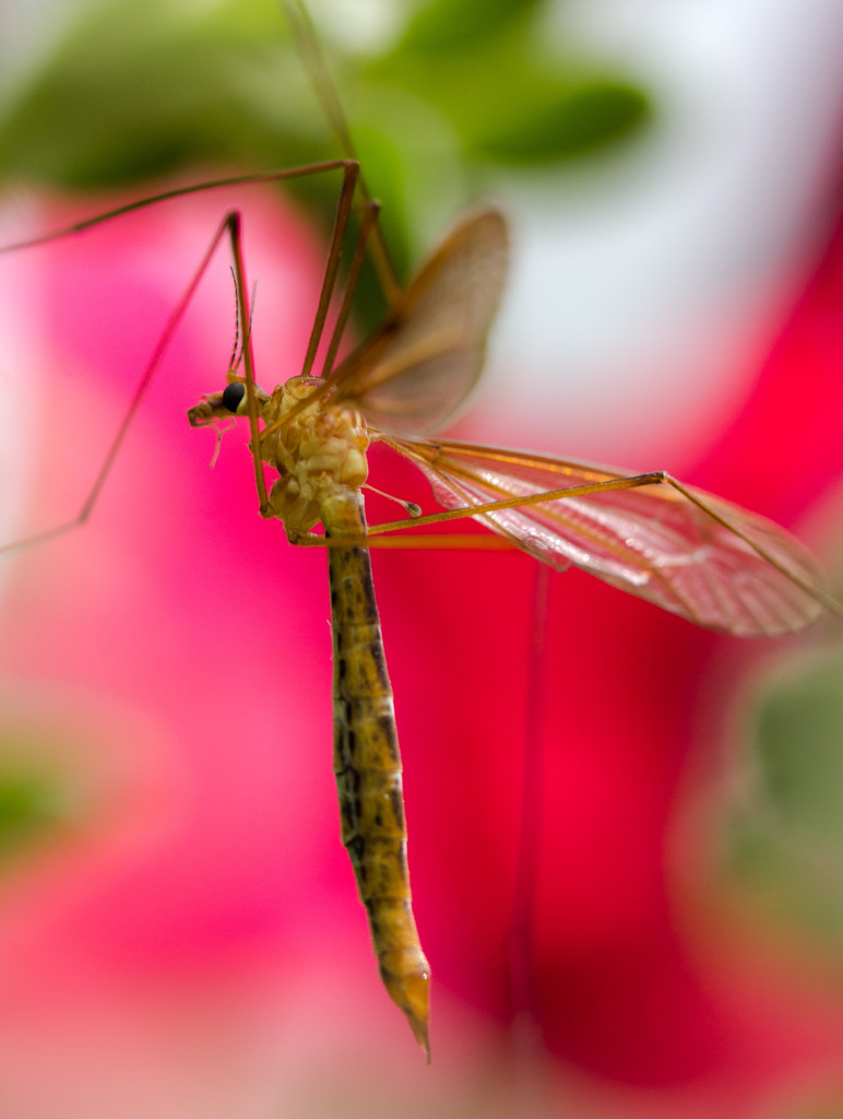 crane fly by aecasey