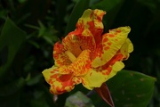 1st Aug 2014 - Canna lily