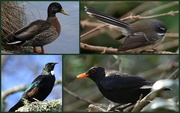1st Aug 2014 - Birds of the Botanic