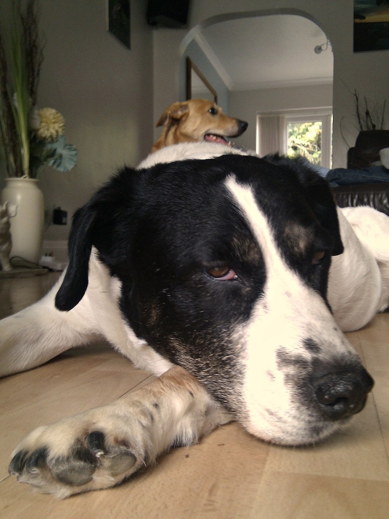 July 31: Mutt or Dog by bulldog