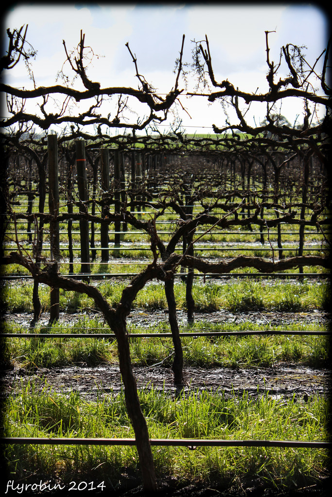 Manicured grapevines by flyrobin