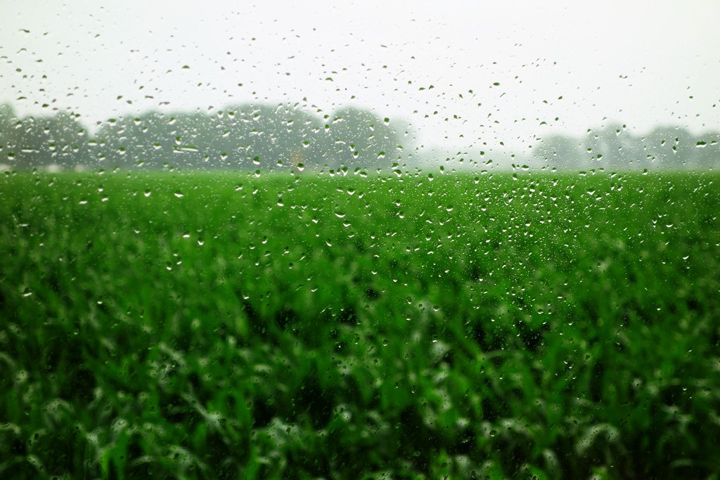 Rain in Otterloo by overalvandaan