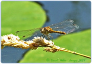 1st Aug 2014 - Common Darter Dragonfly