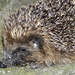 Hedgehog by fishers