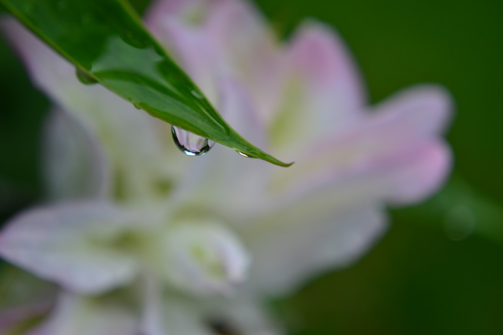 Lily droplet by ziggy77