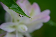 1st Aug 2014 - Lily droplet
