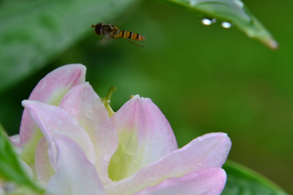 Lily and Hoverfly by ziggy77