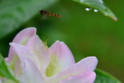 1st Aug 2014 - Lily and Hoverfly