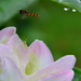 Lily and Hoverfly by ziggy77