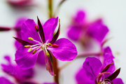 1st Aug 2014 - Fireweed close up