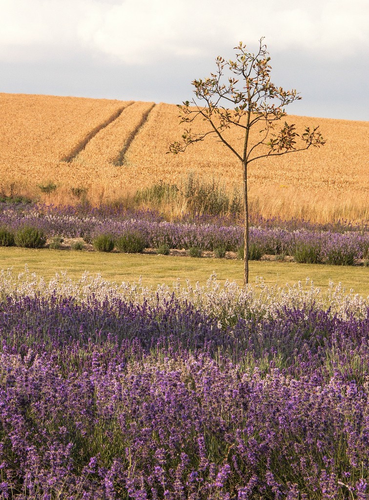 Layers with sapling by dulciknit