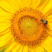 Don't Worry, Bee Happy!! by alophoto