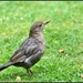 Young blackbird by rosiekind