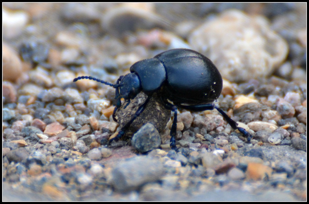 Stag beetle by rosiekind