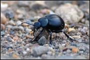 1st Aug 2014 - Stag beetle