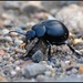 Stag beetle by rosiekind