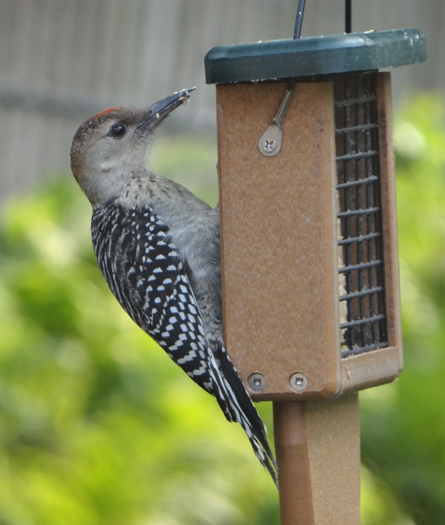 Young Red-bellied Woodpecker at the suet by annepann
