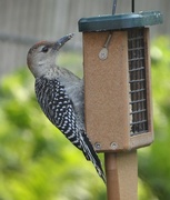 2nd Aug 2014 - Young Red-bellied Woodpecker at the suet