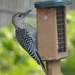 Young Red-bellied Woodpecker at the suet by annepann