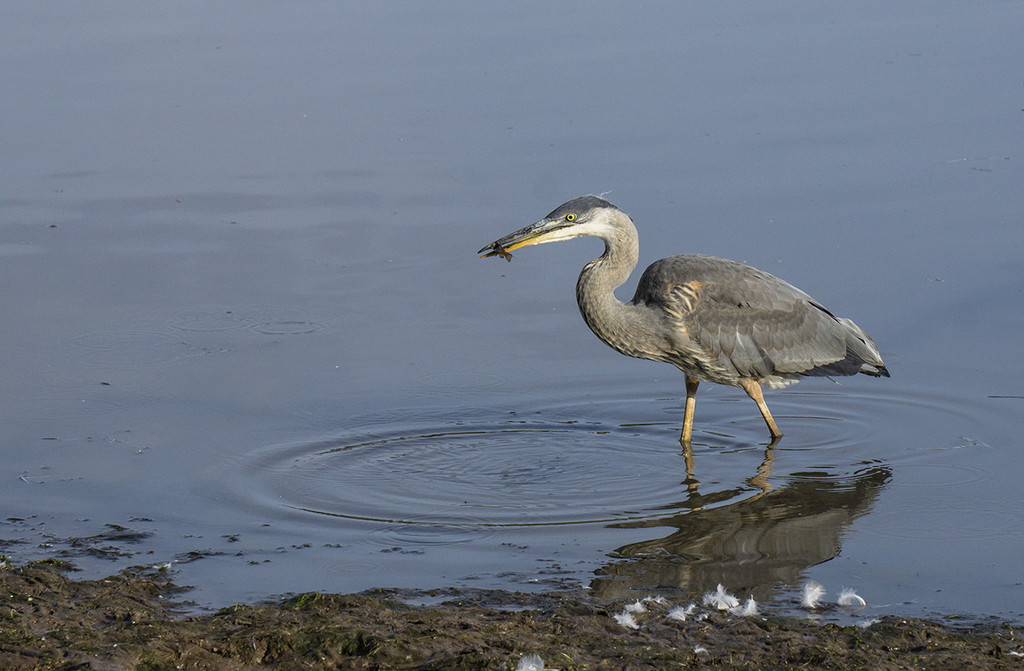 Heron with Tiny Fish by gardencat