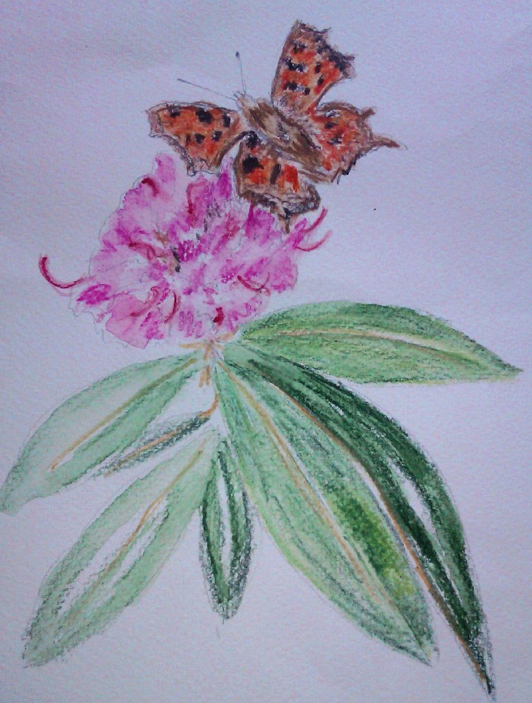 Comma Butterfly  by jennymdennis