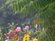 1st Aug 2014 - Flowers in the rain...