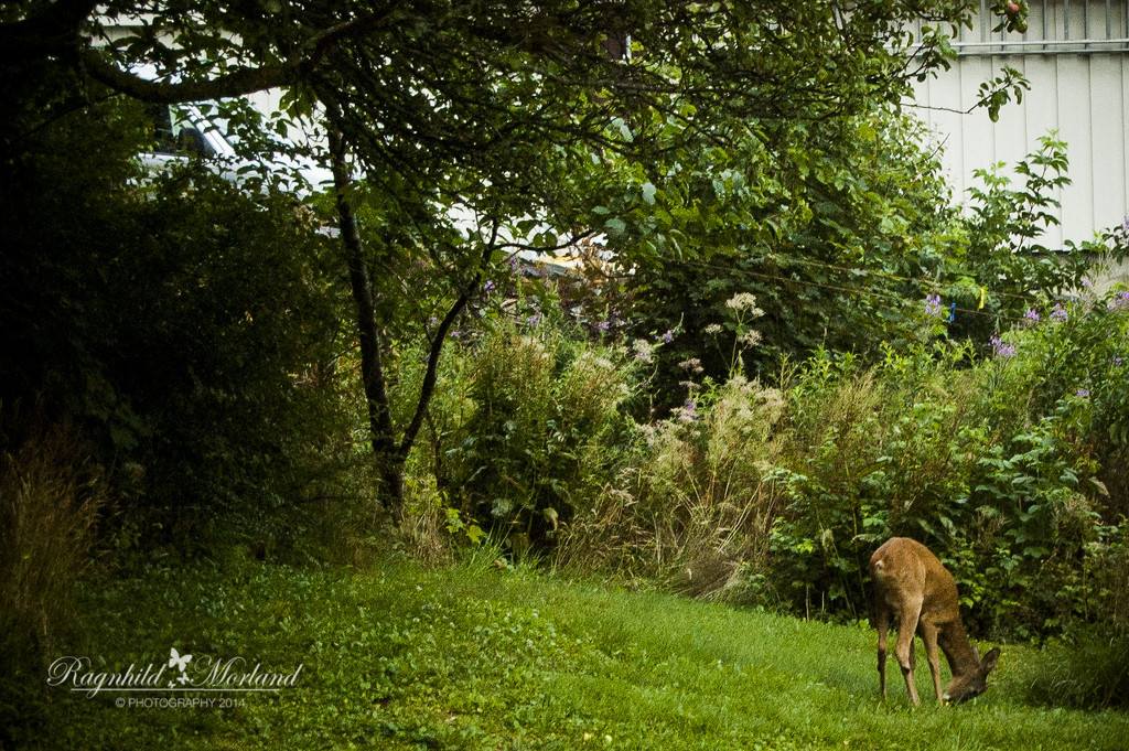 Oh Deer by ragnhildmorland