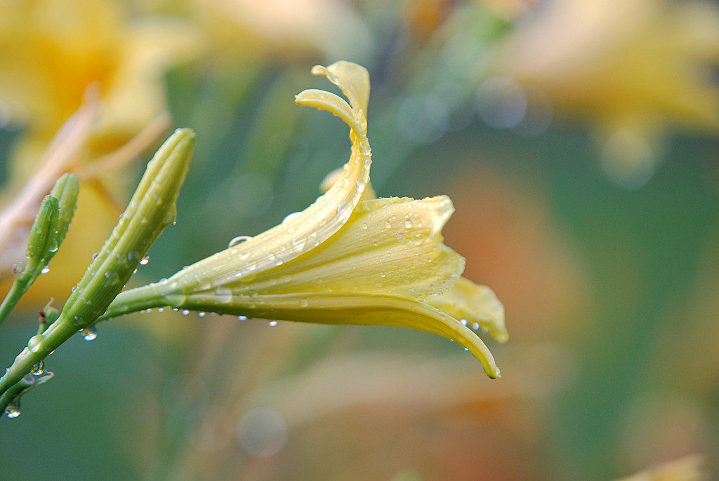 Wet lily! by fayefaye