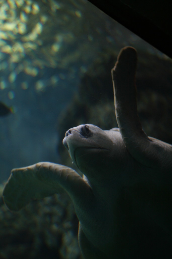 Sea Turtle by kerristephens