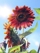 30th Jul 2014 - Sunflower 