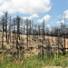 Black Forest Fire by harbie